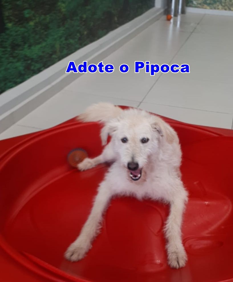 foto do pet Paçoca